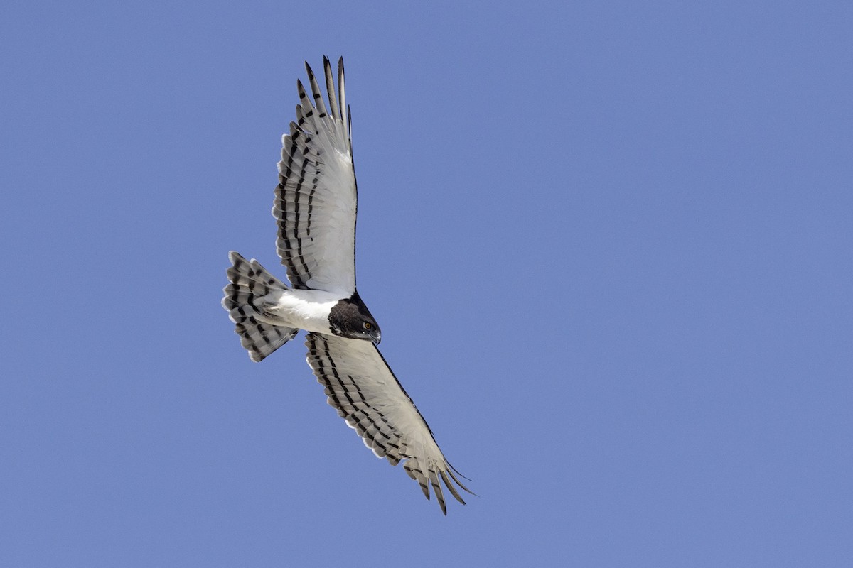 Black-chested Snake-Eagle - ML443405331