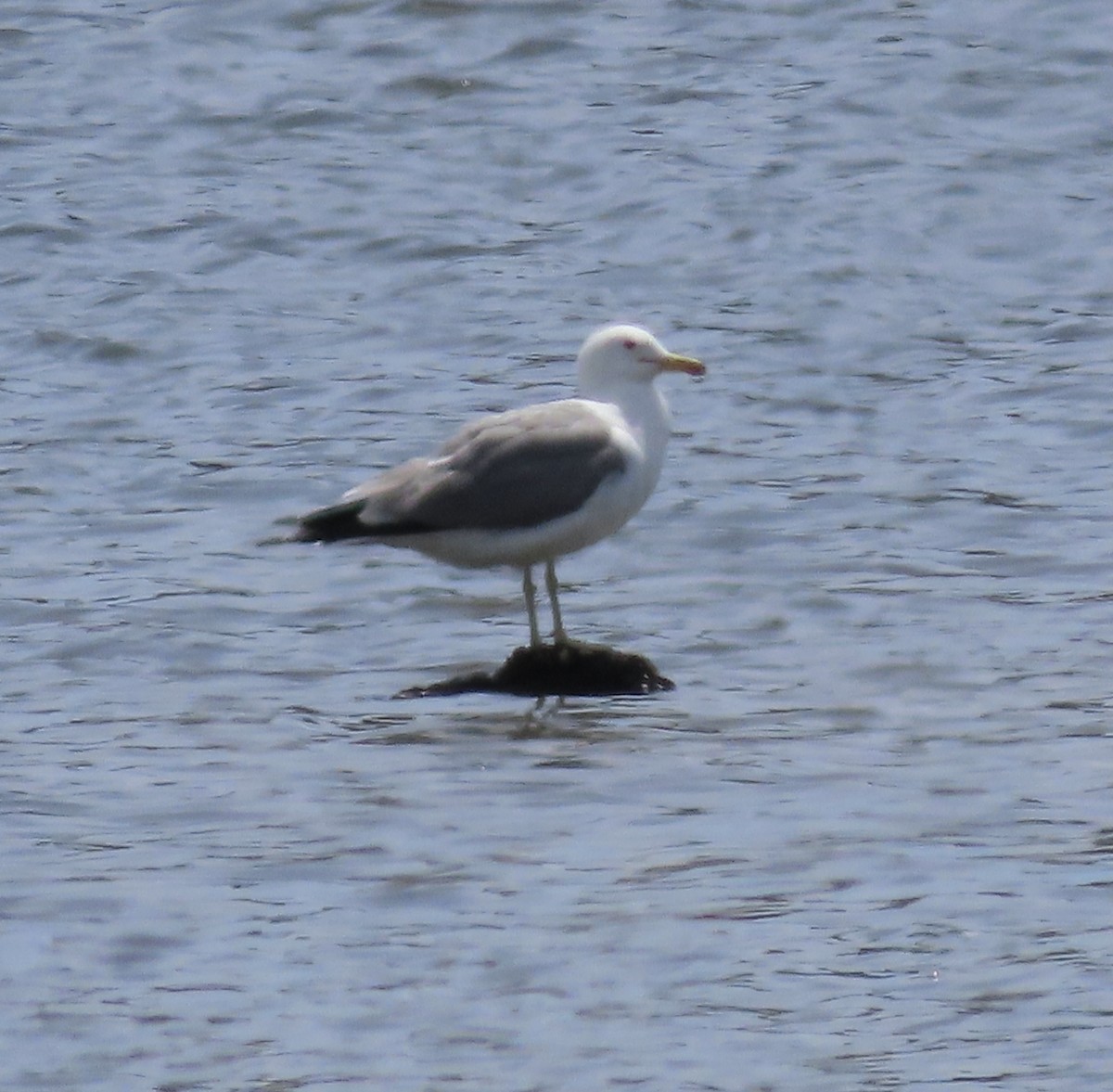 California Gull - ML443405561