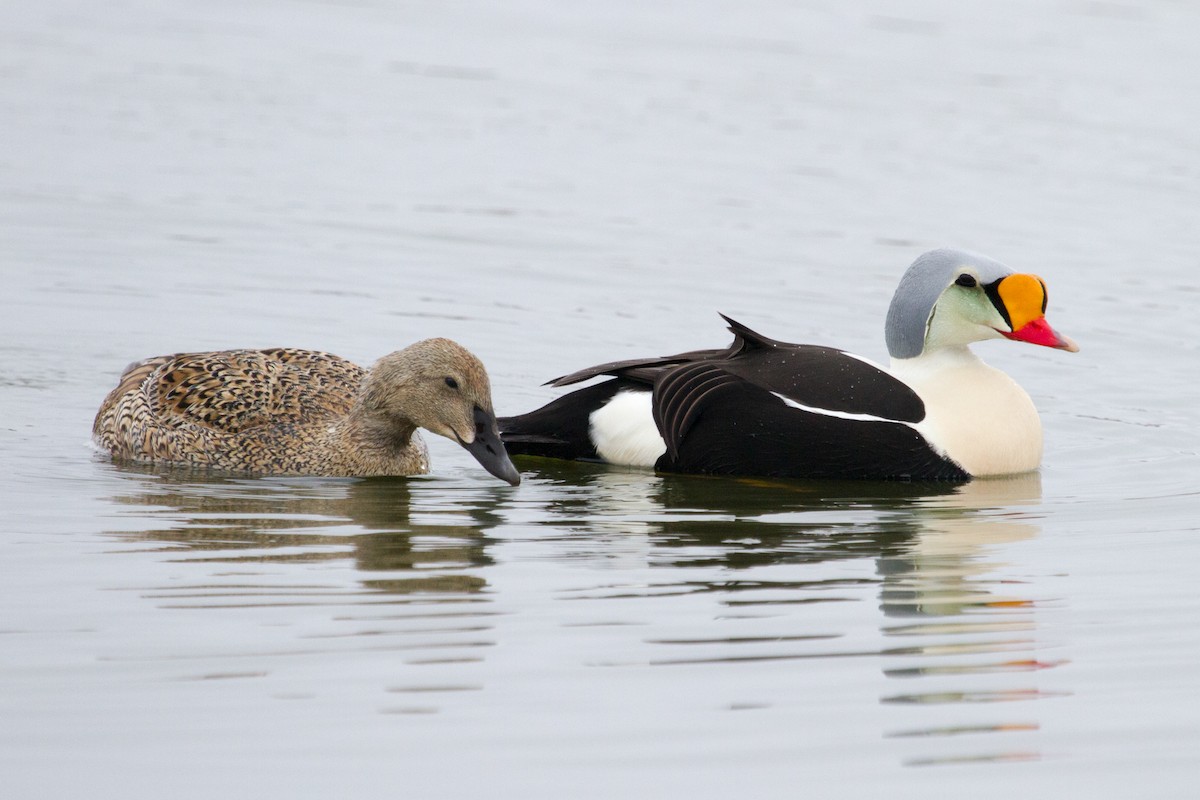 King Eider - Scott Heidorn