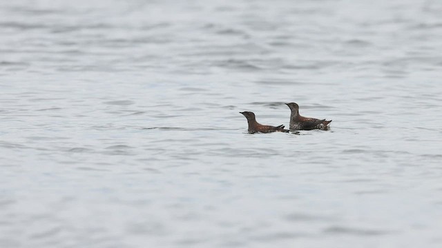 Marbled Murrelet - ML443408211