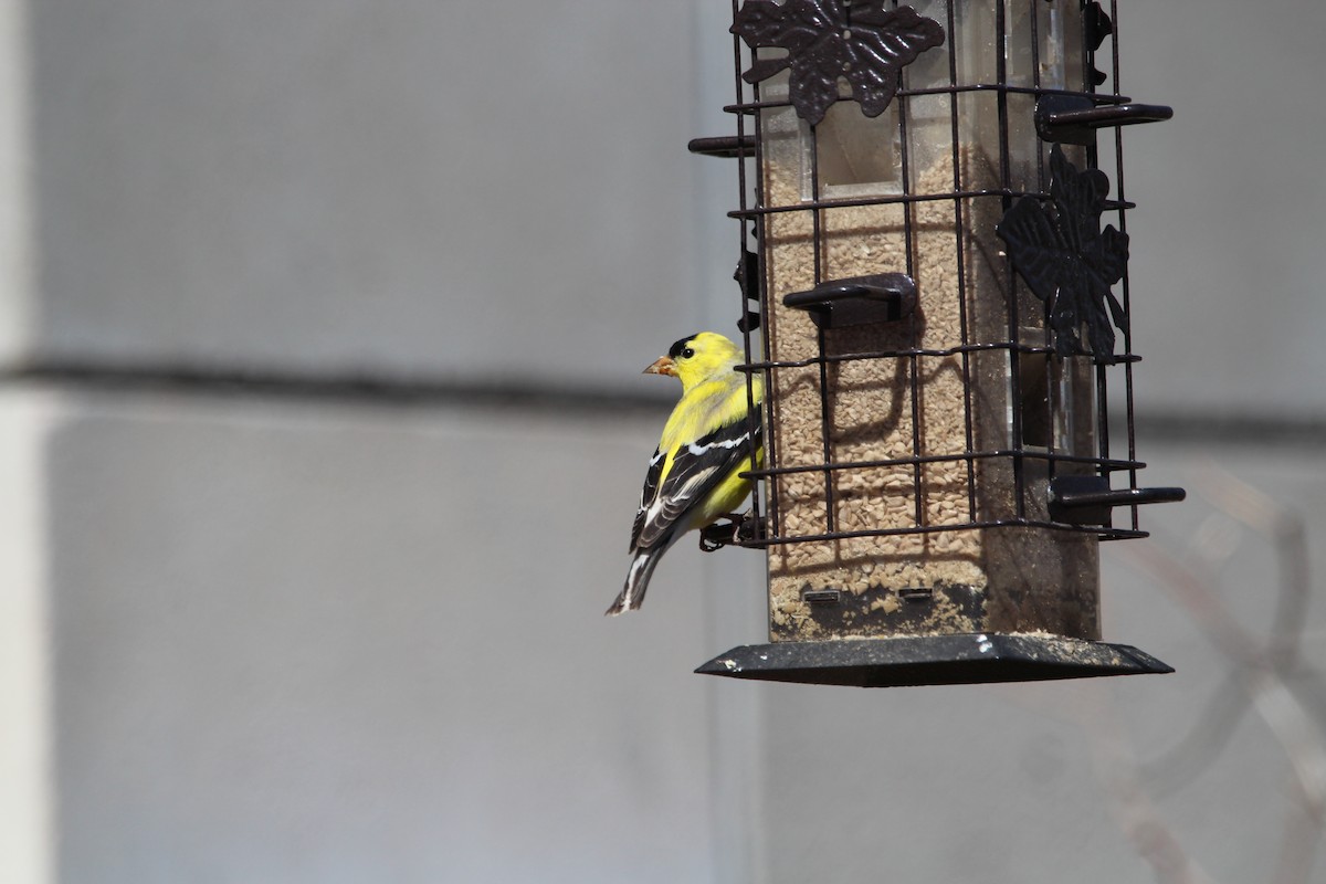 American Goldfinch - ML443409151