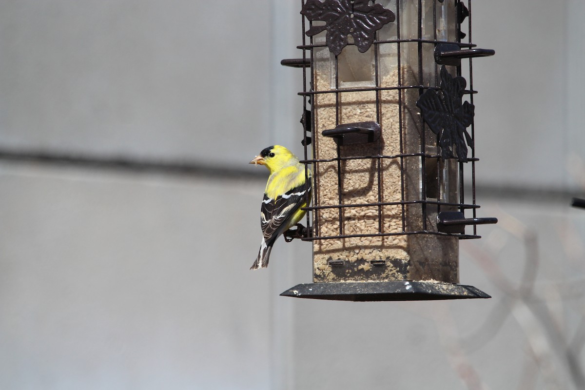 American Goldfinch - ML443409221