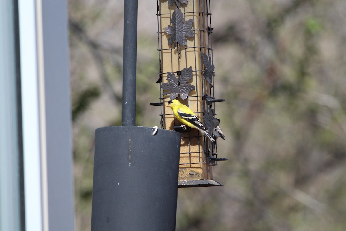 American Goldfinch - ML443410141