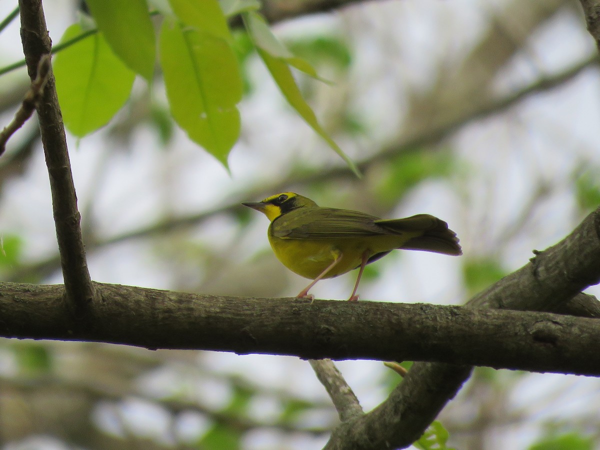 Kentucky Warbler - ML443410831