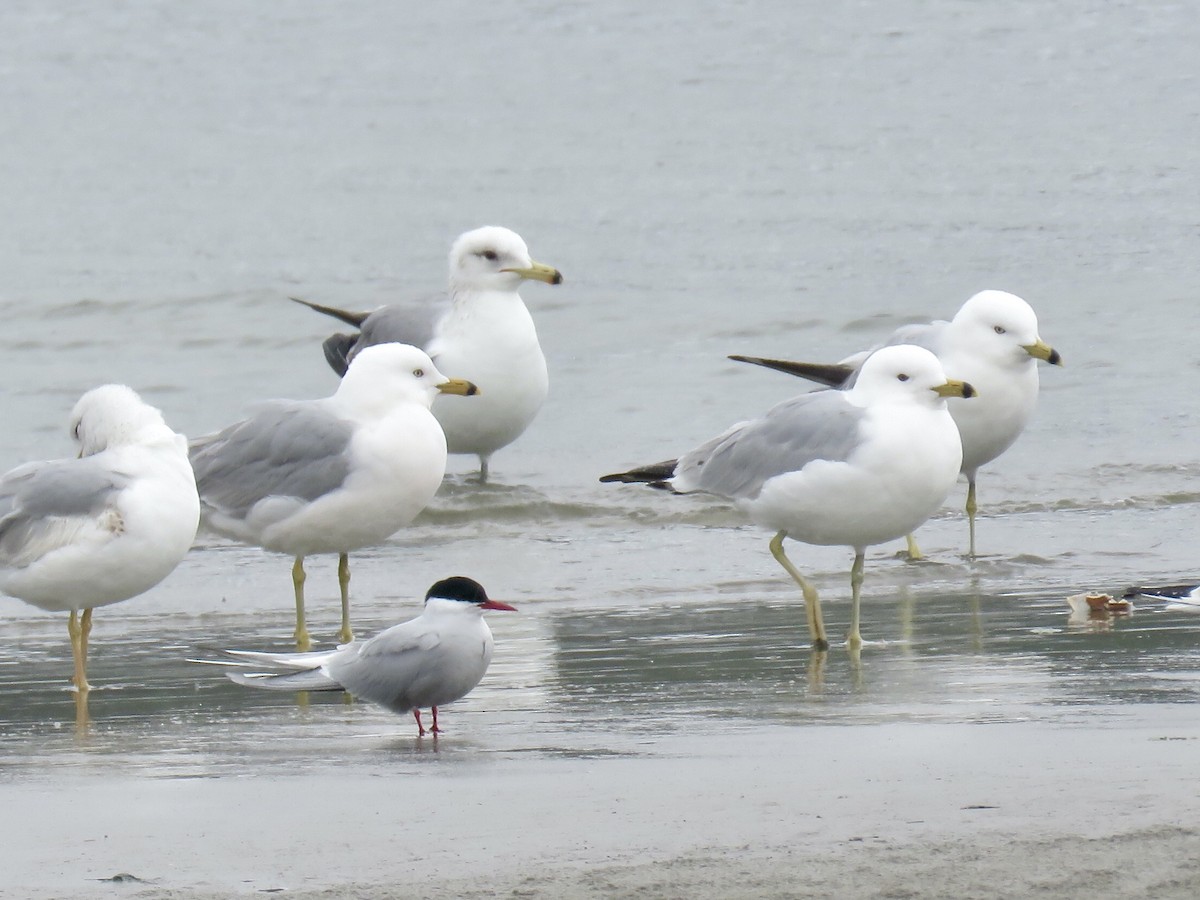 Ring-billed Gull - ML443410991