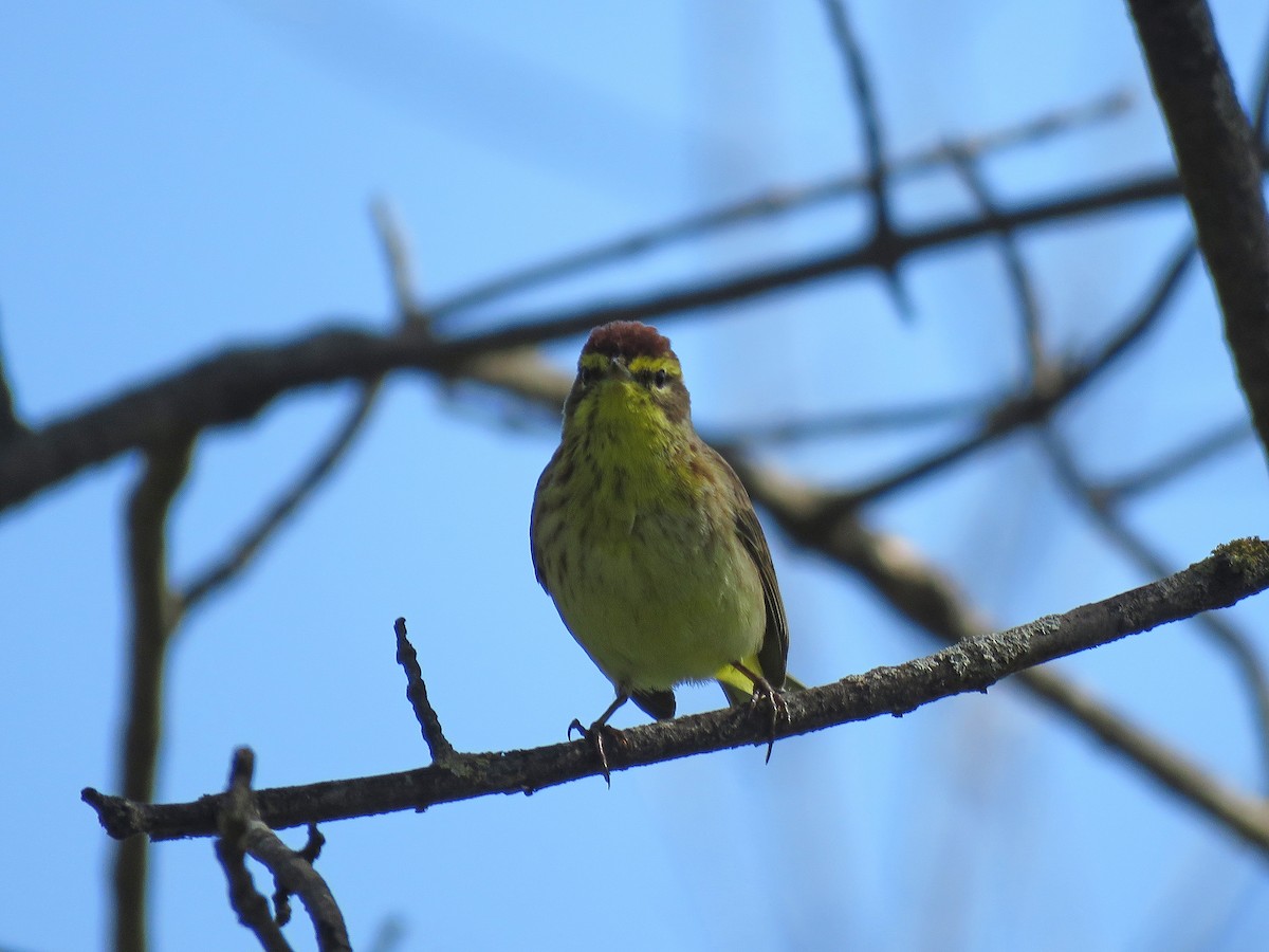 Palm Warbler - ML443411301