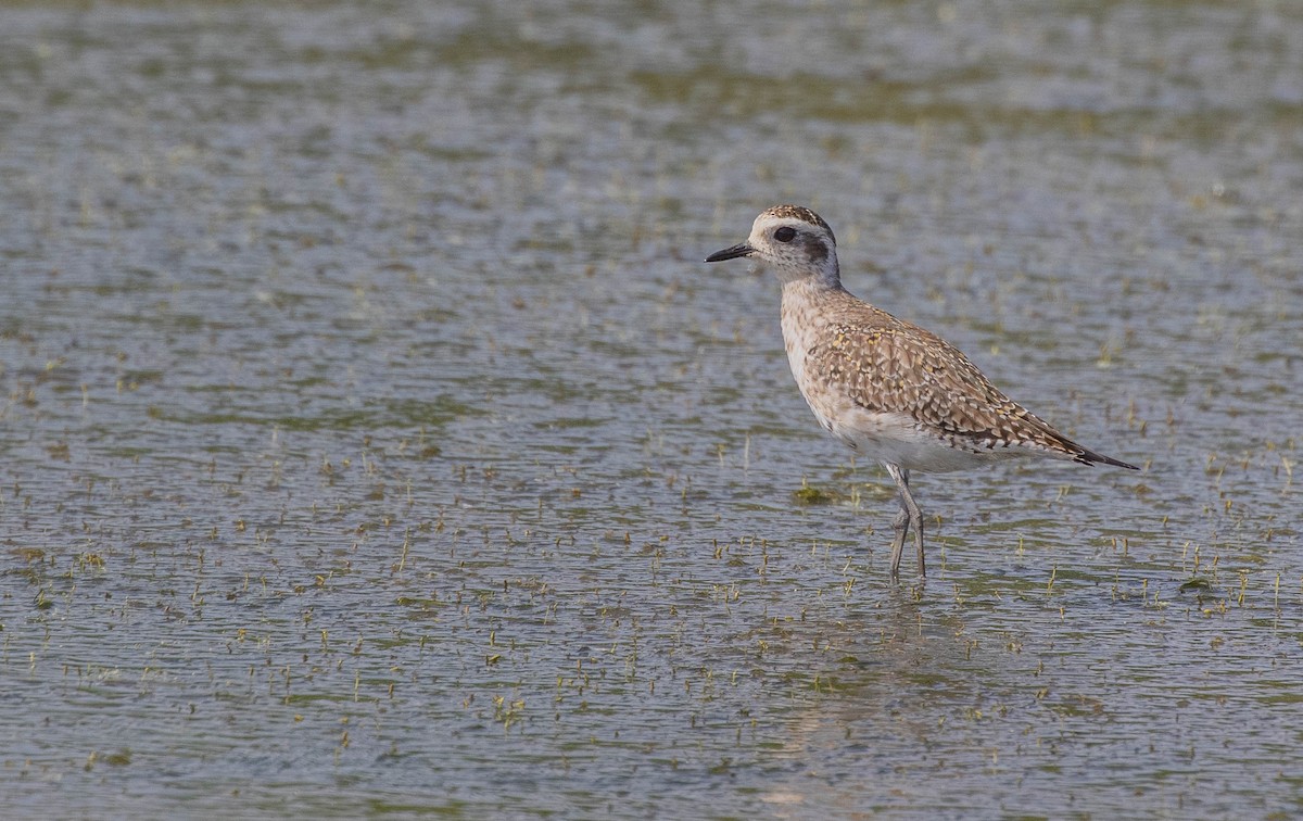 American Golden-Plover - Jared Conaway