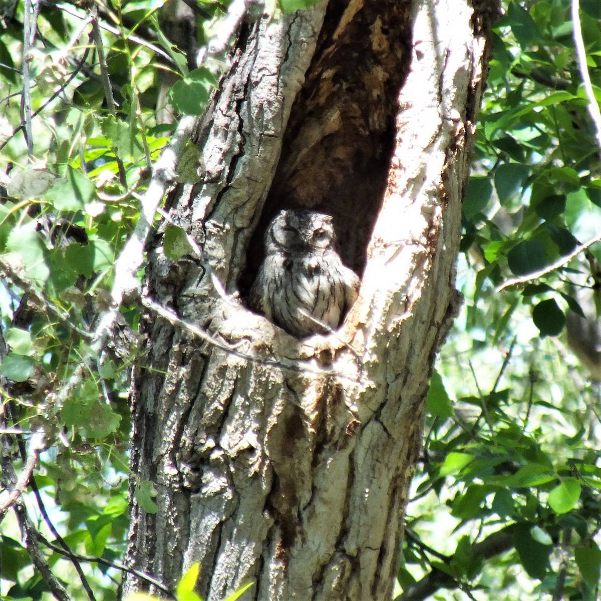 Western Screech-Owl - ML443411951