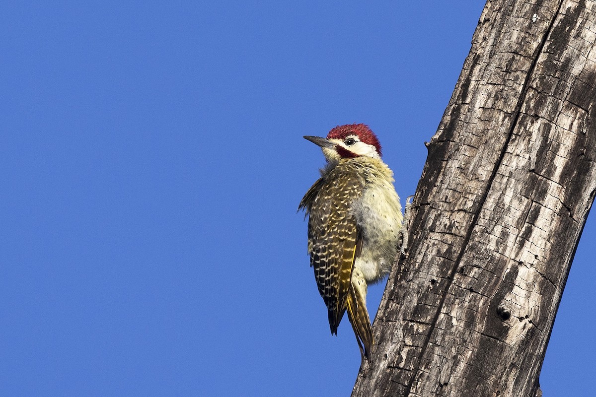 Bennett's Woodpecker (Light-spotted) - ML443412051