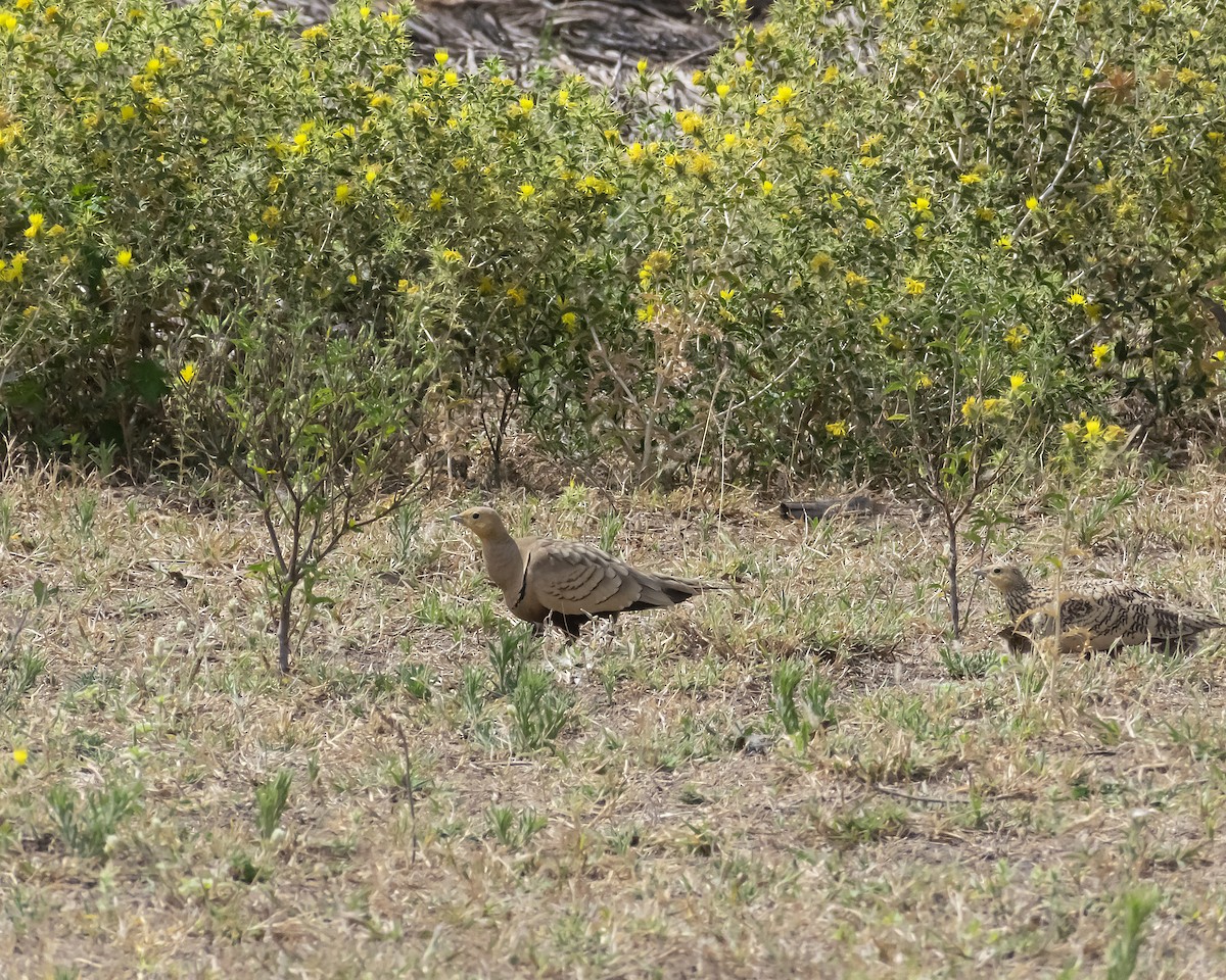 Chestnut-bellied Sandgrouse - ML443413141