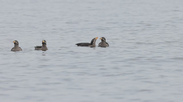 Rhinoceros Auklet - ML443413191