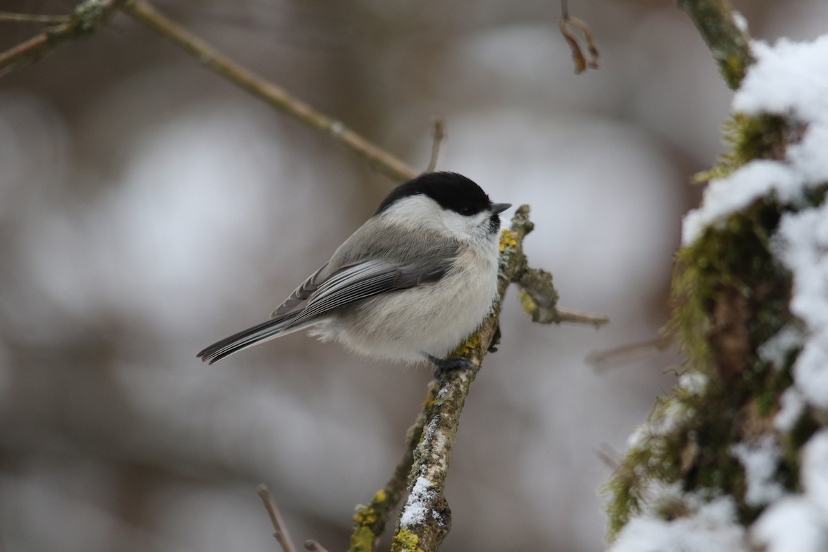 Willow Tit - Tatyana Korzhitskaya