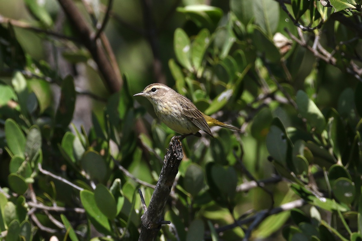 Palm Warbler - ML443413281