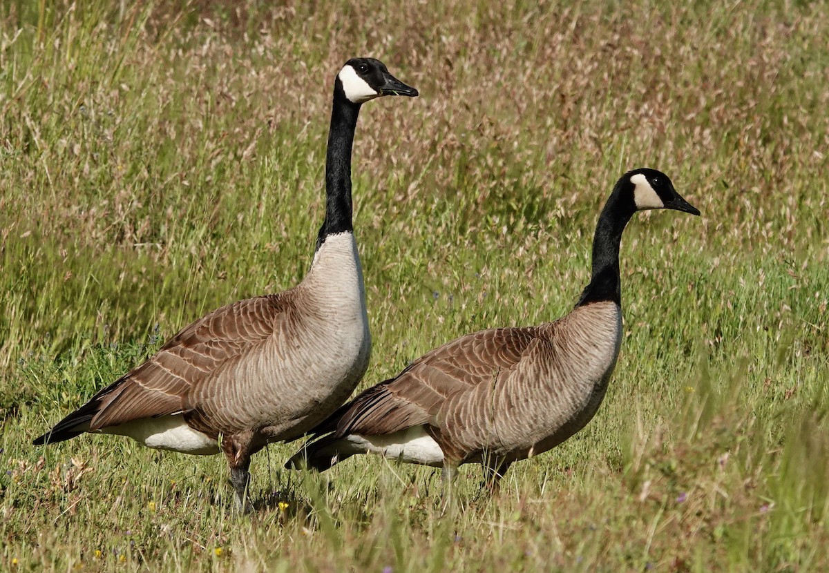 Barnacla Canadiense Grande - ML443413811