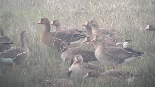 Greater White-fronted Goose (Tule) - ML443413871