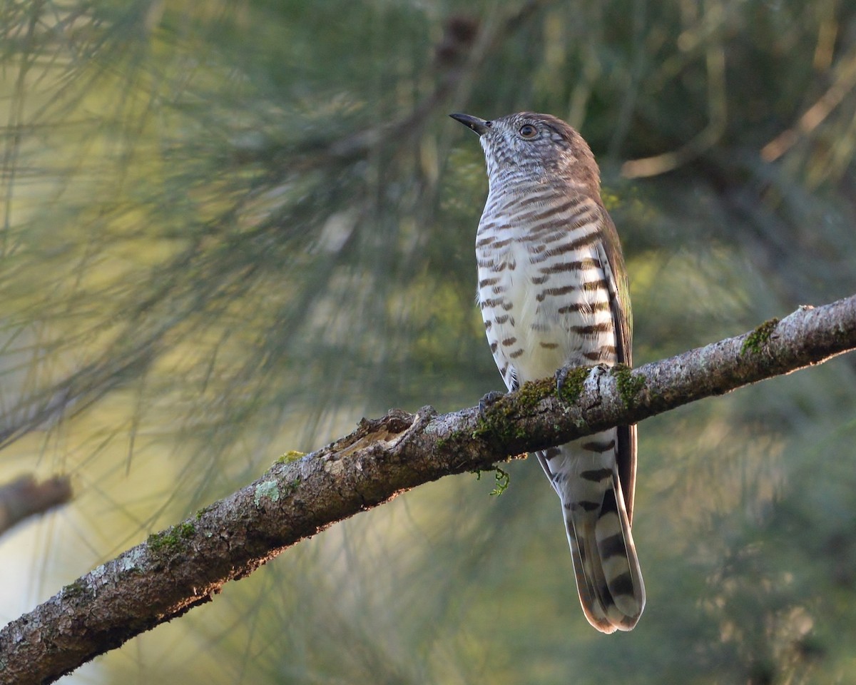 Shining Bronze-Cuckoo - ML443416161