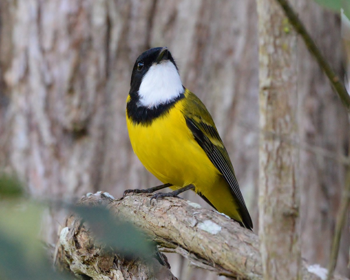 Golden Whistler - ML443416401