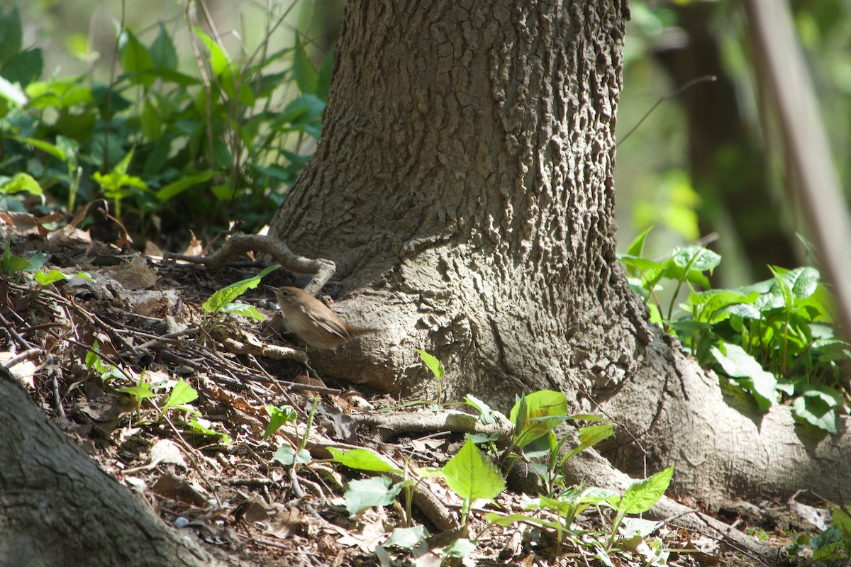 House Wren - ML443417521