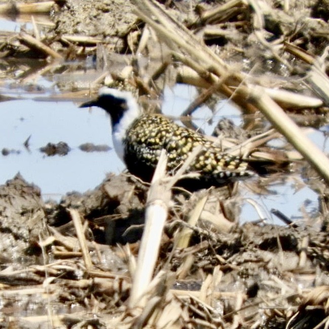 American Golden-Plover - Lois Rockhill