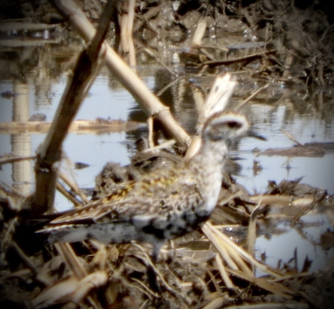 American Golden-Plover - ML443419561