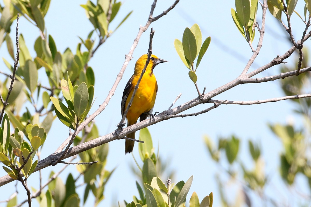 Orange Oriole - ML443419671