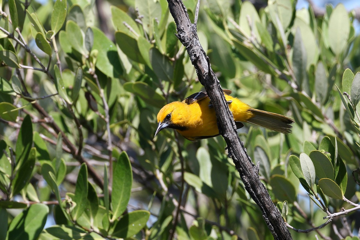 Orange Oriole - ML443419701