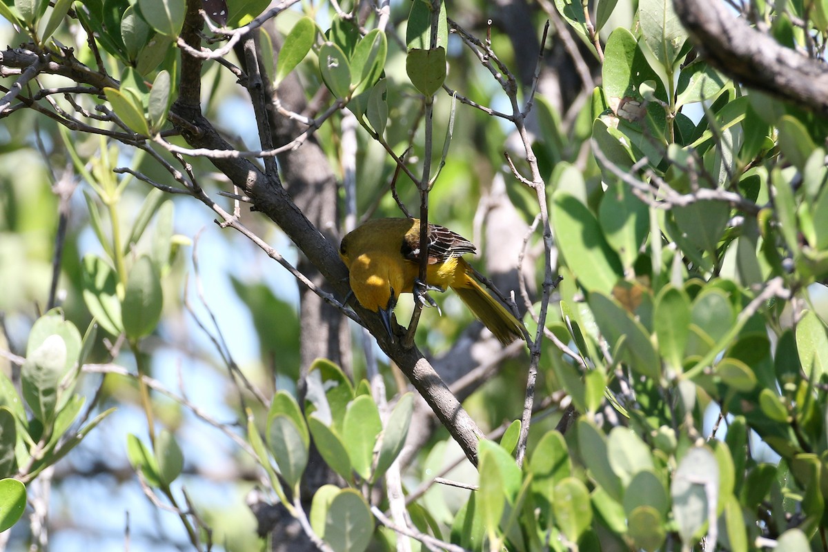 Orange Oriole - ML443419711