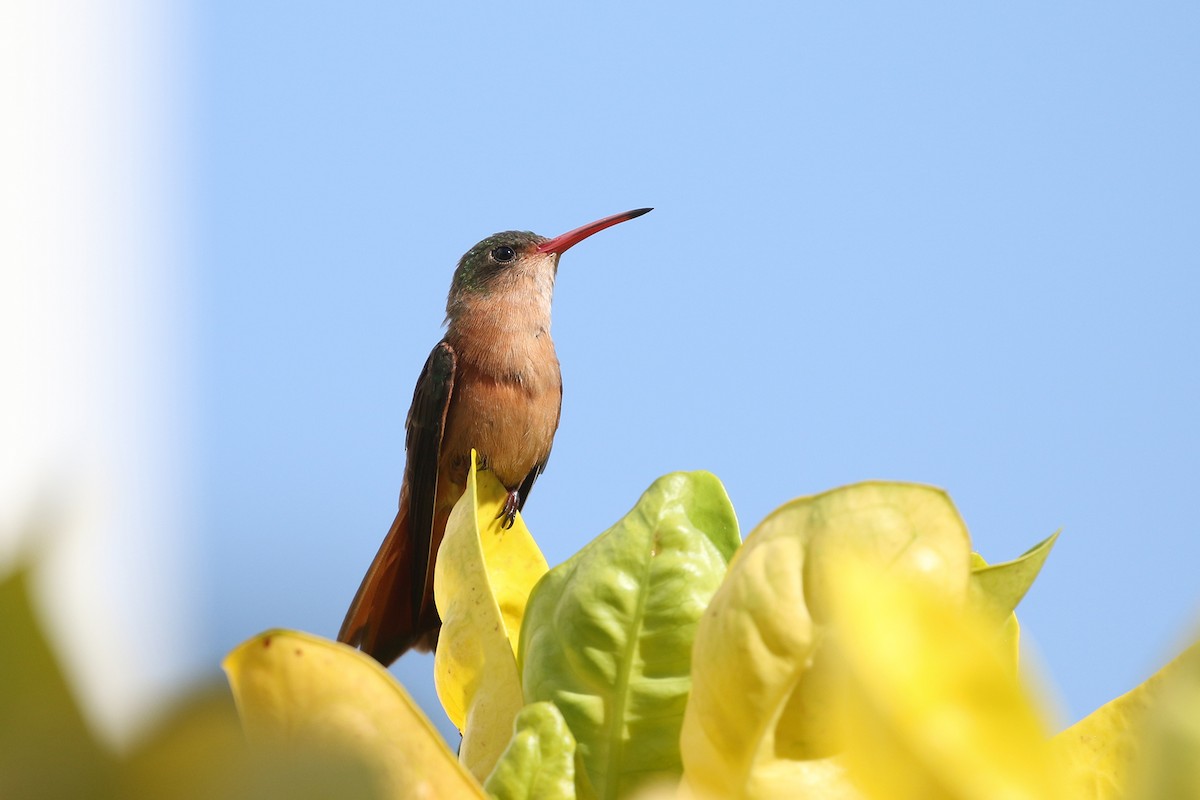kolibřík ryšavý - ML443419841