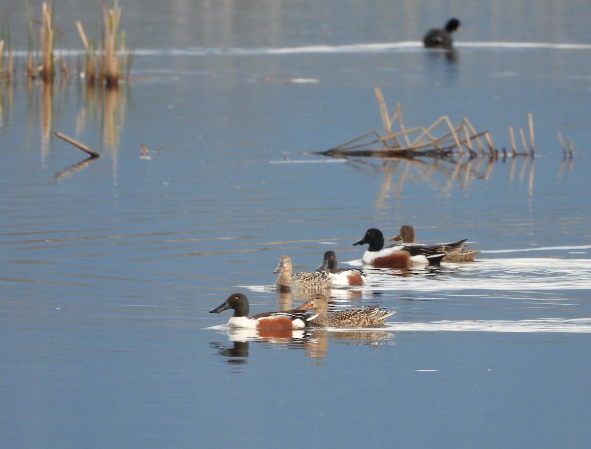 Northern Shoveler - ML443421101