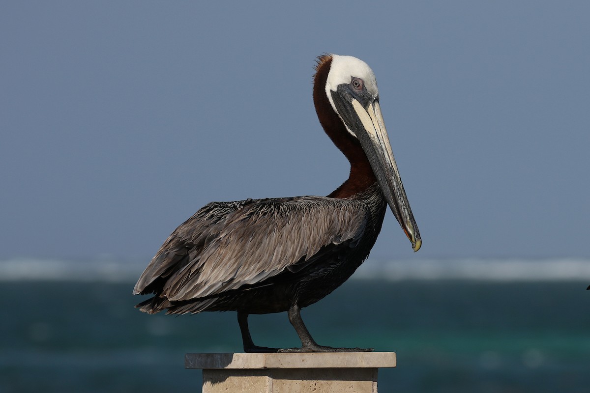 pelikán hnědý - ML443422511