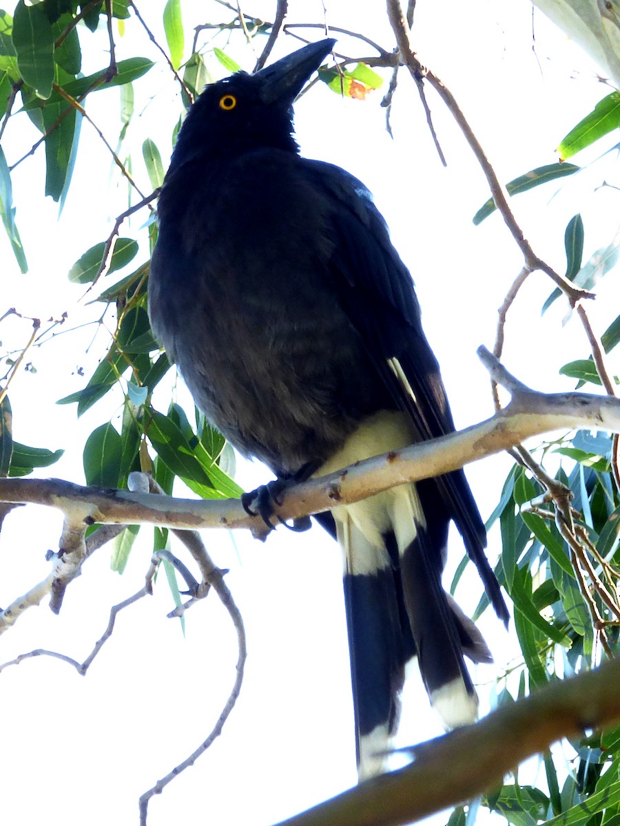 Pied Currawong - ML44342321