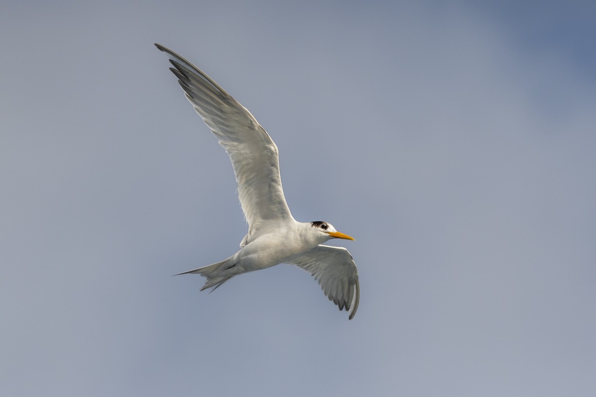 Great Crested Tern - ML443423271