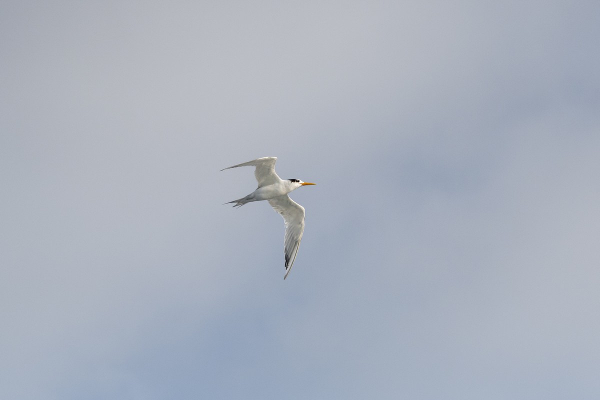 Great Crested Tern - ML443423281