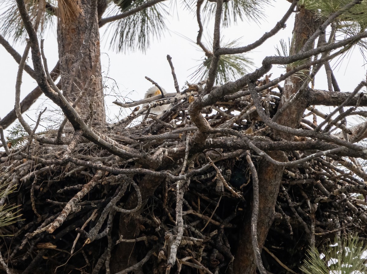 Bald Eagle - ML443423621