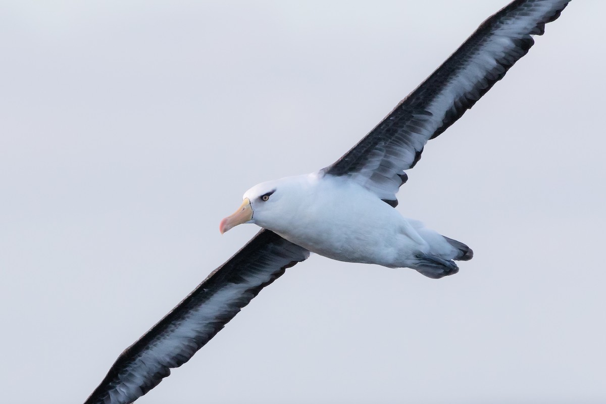 albatros černobrvý (ssp. impavida) - ML443423701