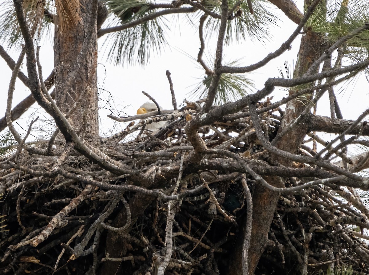 Bald Eagle - ML443423771