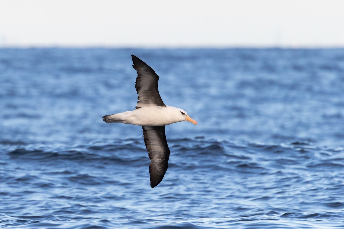 albatros černobrvý (ssp. impavida) - ML443423781