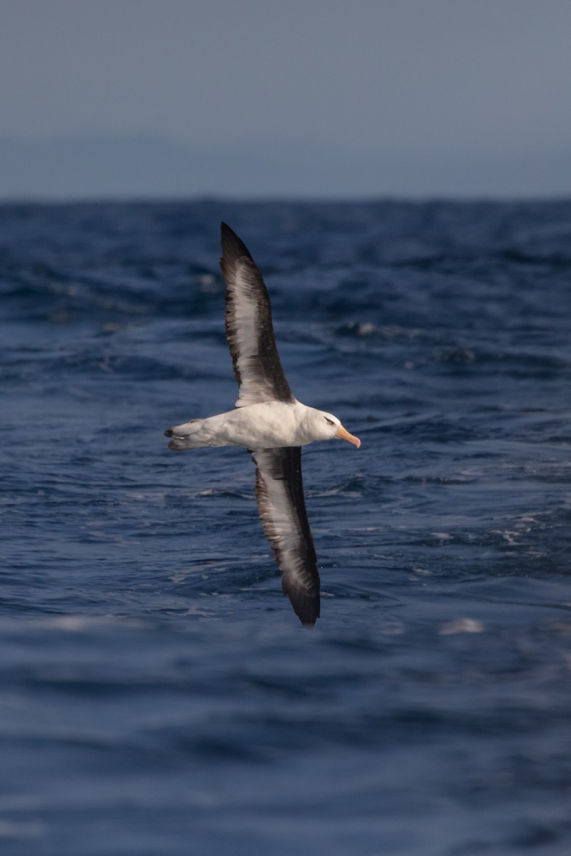 albatros černobrvý (ssp. impavida) - ML443423851