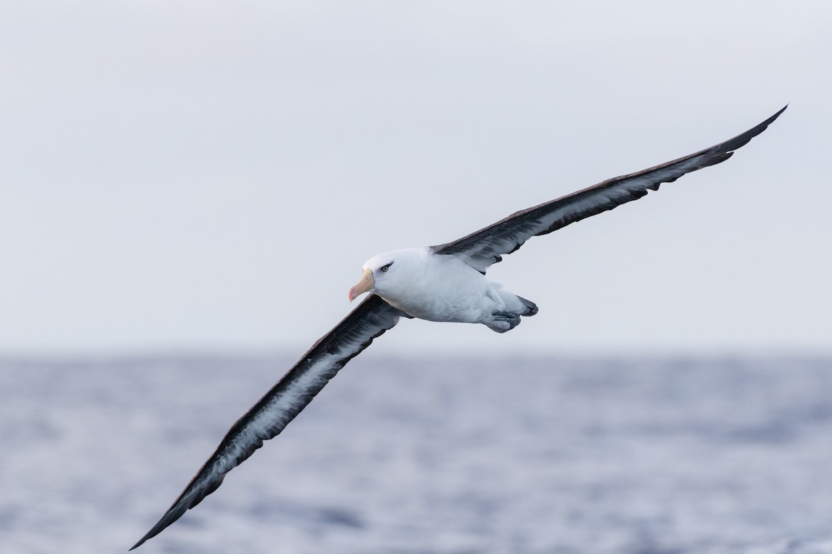 Black-browed Albatross (Campbell) - ML443423891