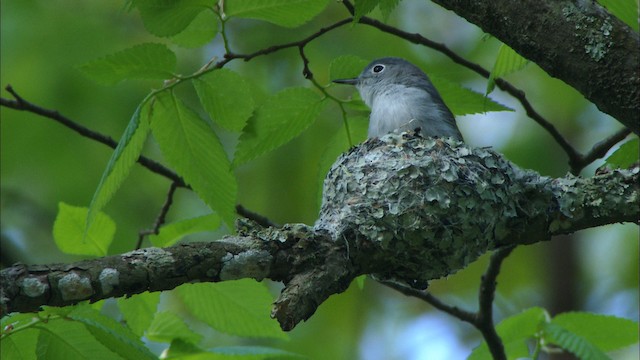 Gökrengi Bitkuşu (caerulea) - ML443424