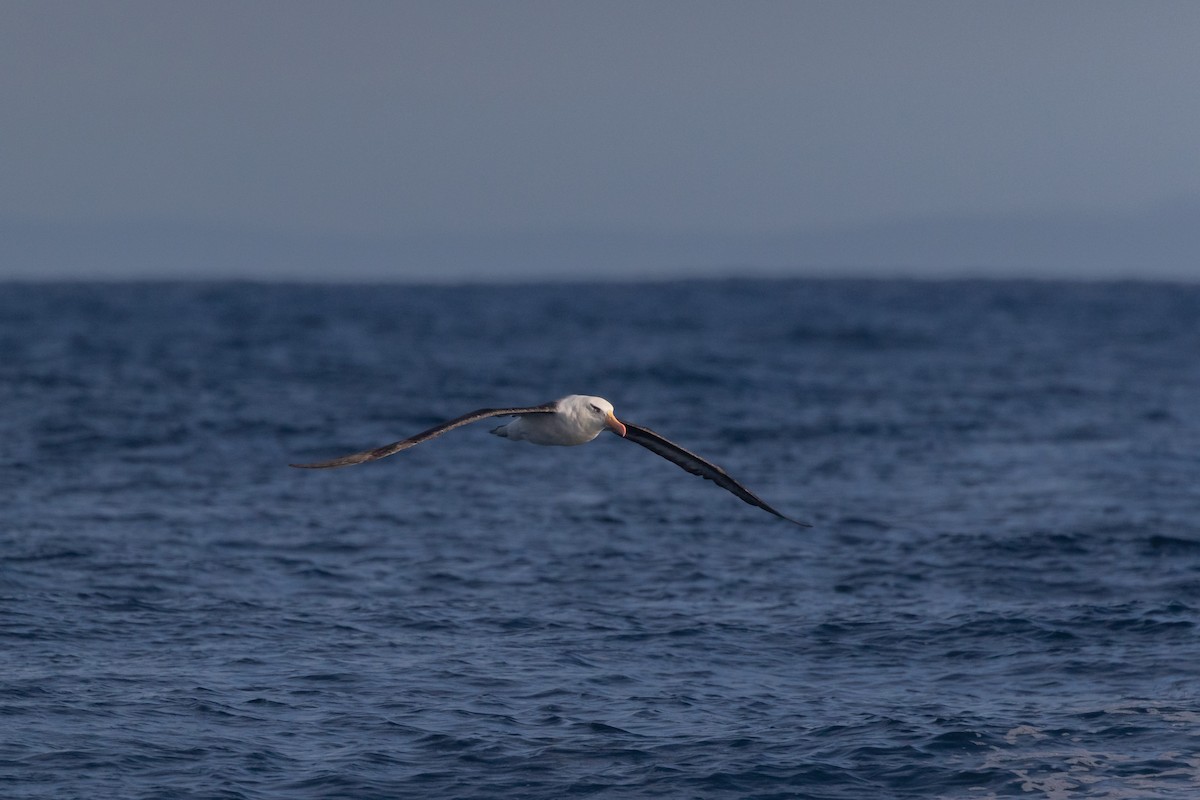 albatros černobrvý (ssp. impavida) - ML443424061