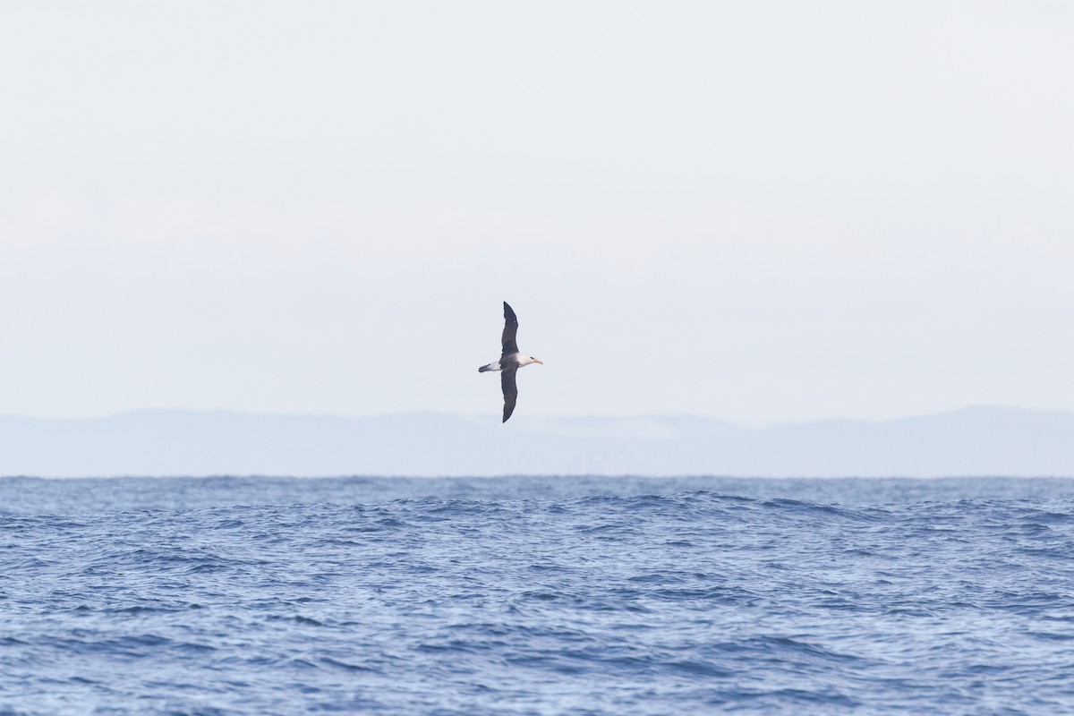Black-browed Albatross (Campbell) - ML443424081