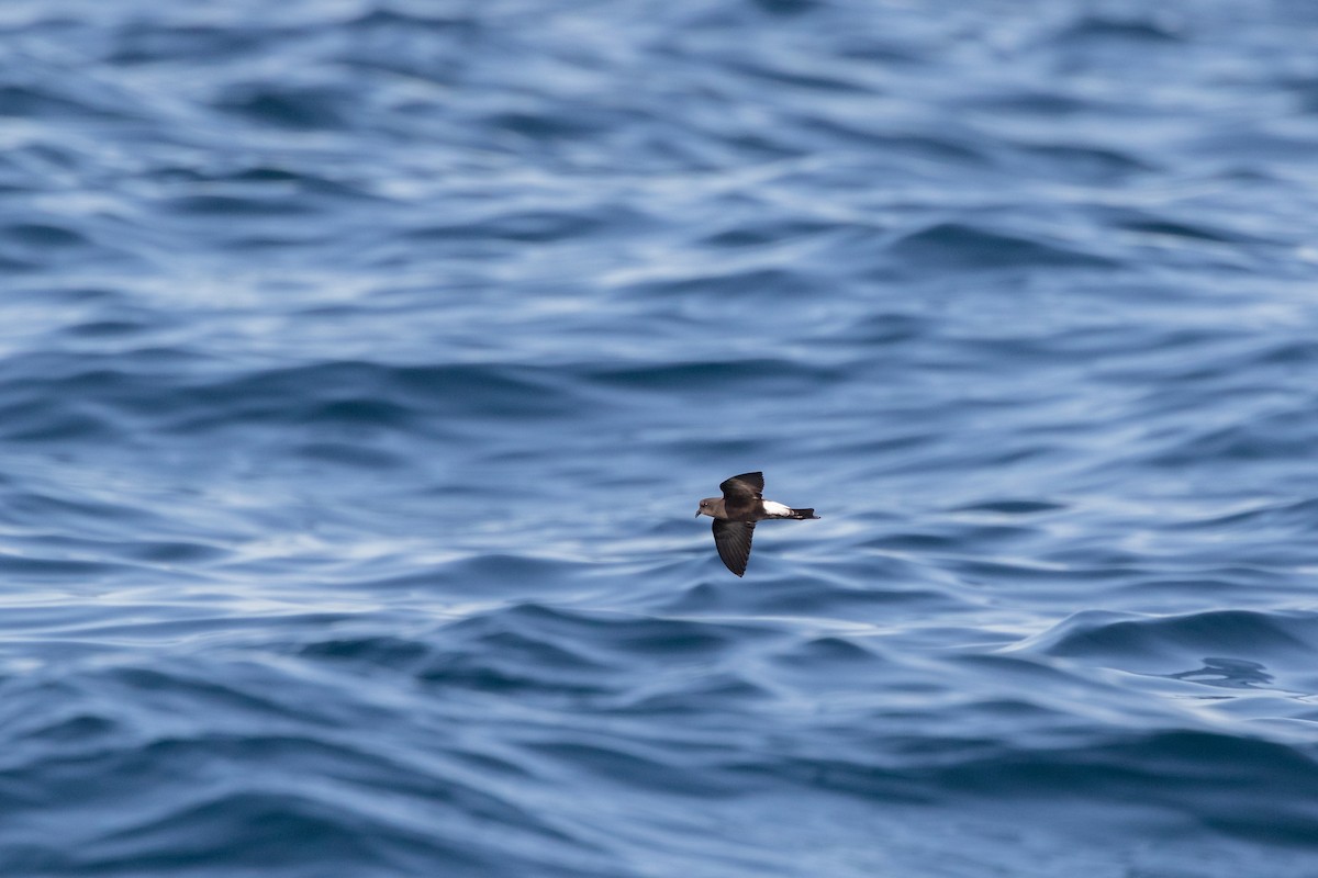 Wilson's Storm-Petrel - ML443424651