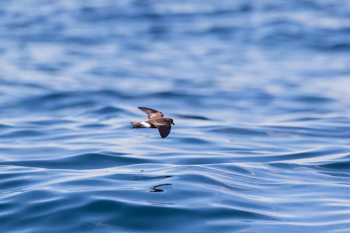 Wilson's Storm-Petrel - ML443424851