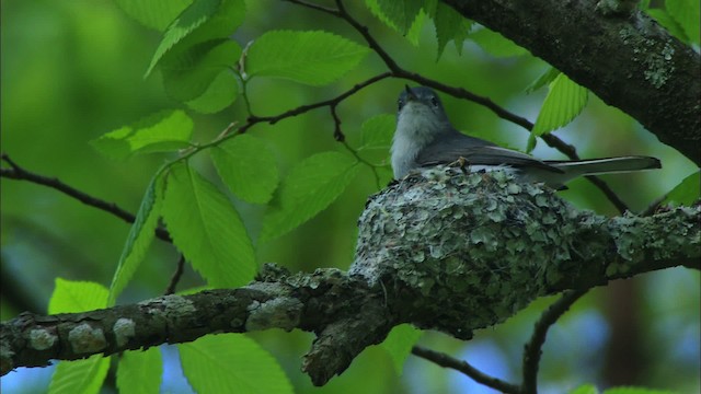 Gobemoucheron gris-bleu (caerulea) - ML443425