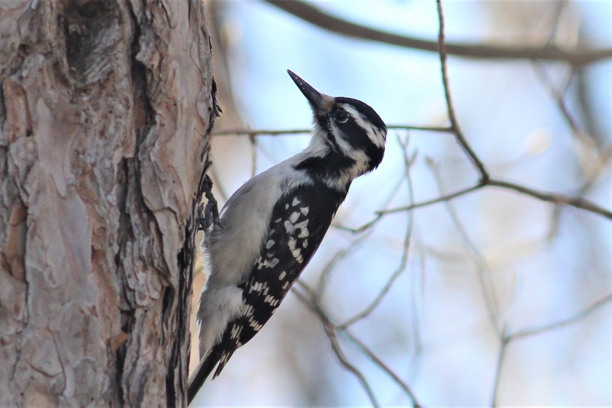 Hairy Woodpecker - ML443425161