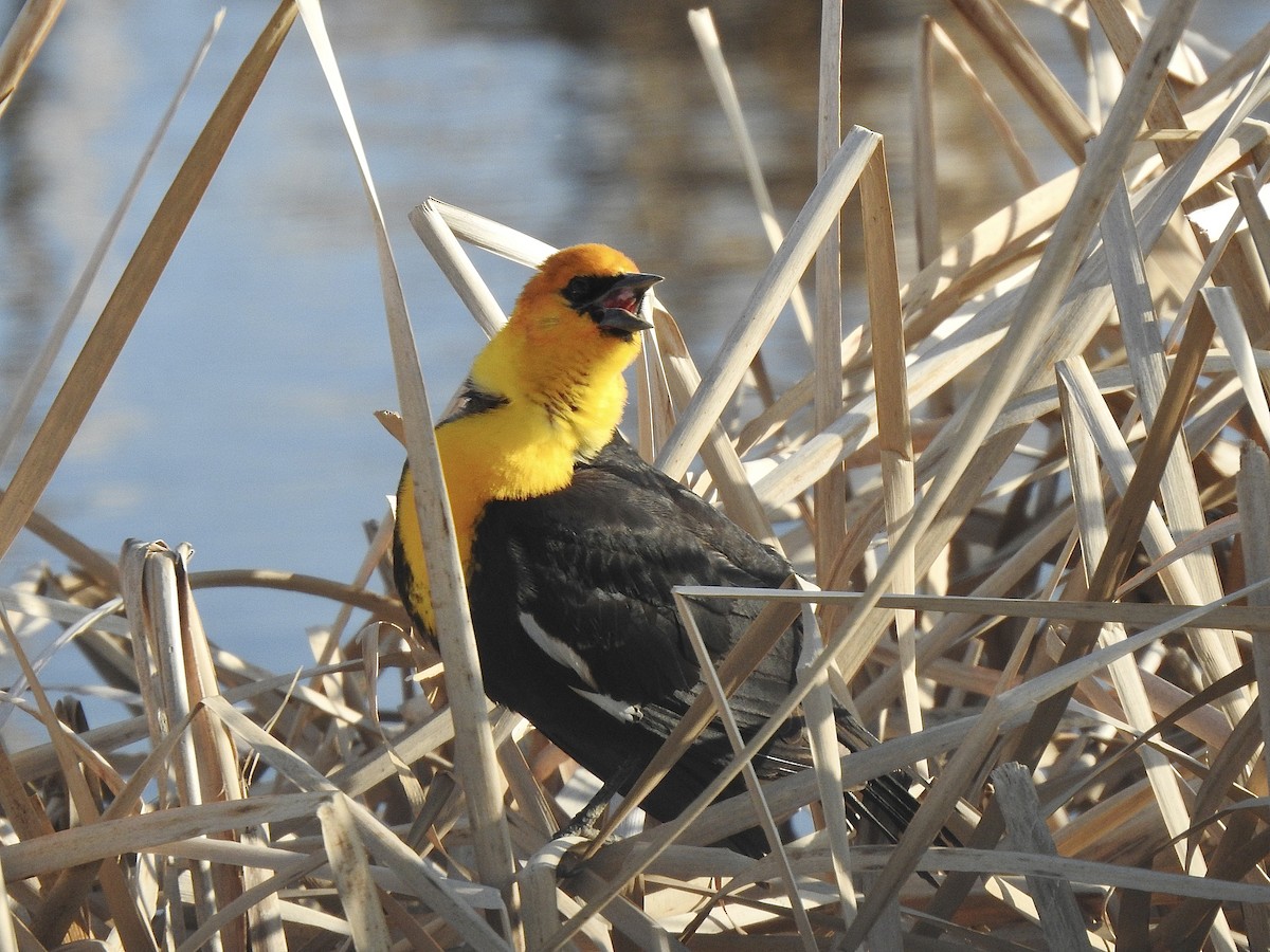 Yellow-headed Blackbird - ML443425501