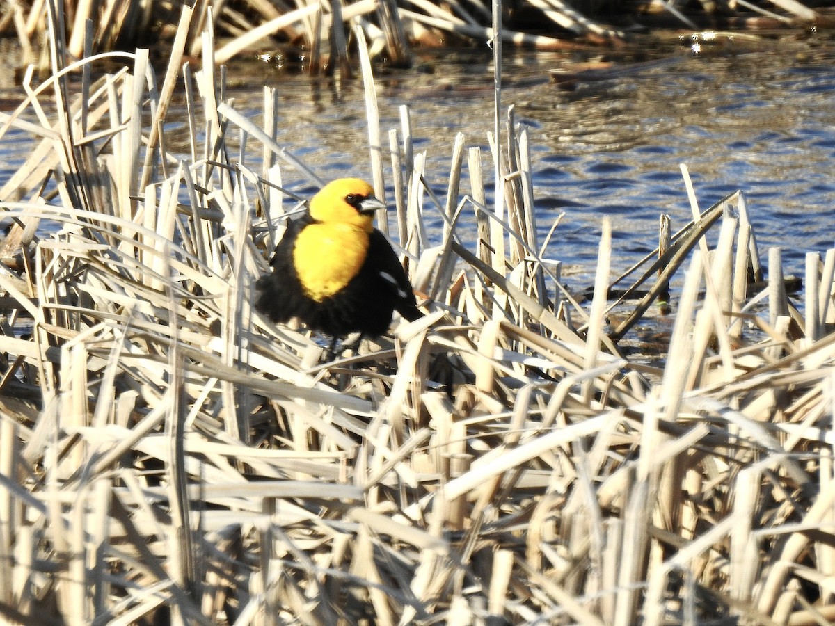 Yellow-headed Blackbird - ML443425511