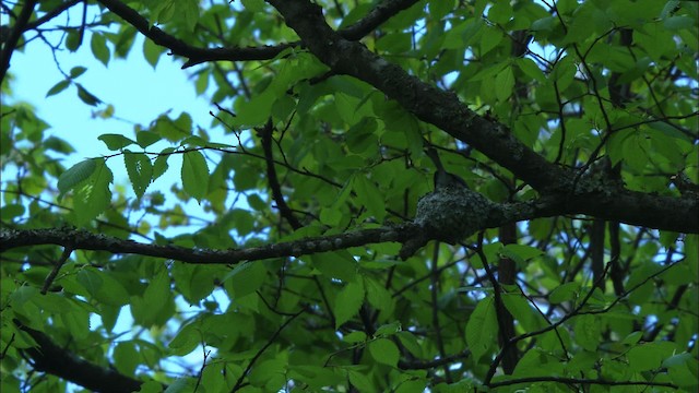 Blue-gray Gnatcatcher (caerulea) - ML443426