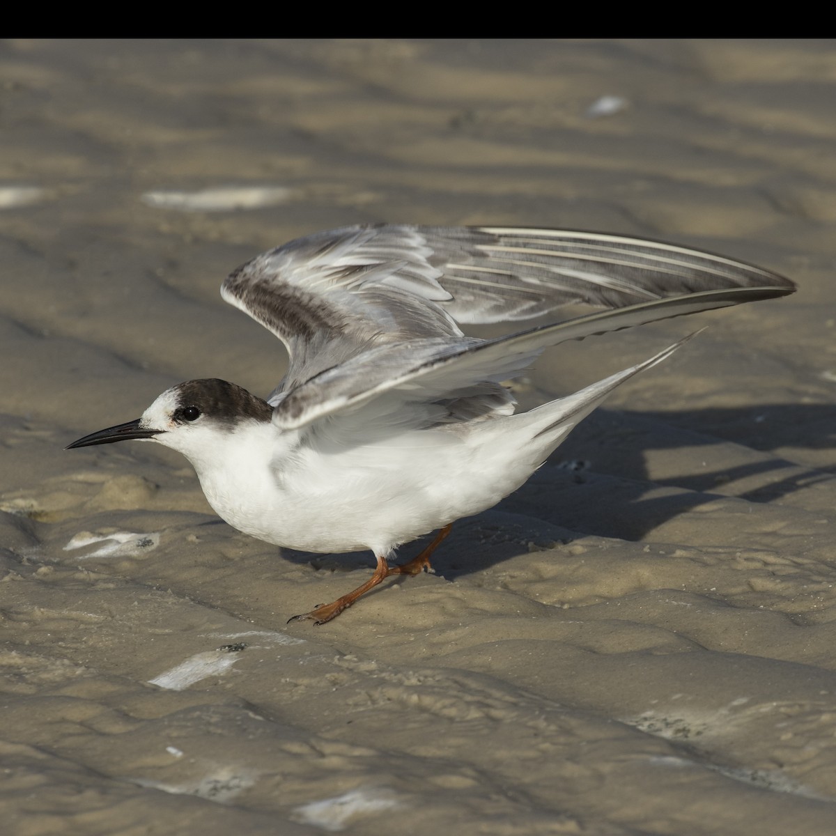 Common Tern - ML44342601